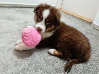 Miniaturní Americký ovčák s PP - 5