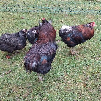 Aracuana - kohút - 5