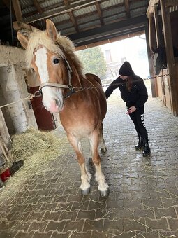 Kobylka hafling 3 roky - 5