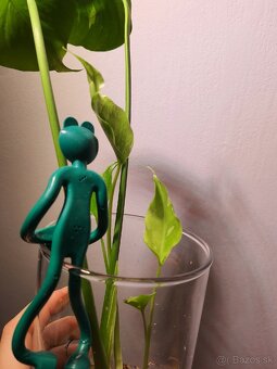 Monstera thai constellation odrezky - 5
