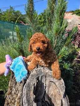 Pudlik, pudel toy-mini -Poodle - 5
