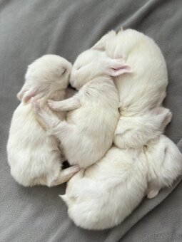 Huňaté Minilop králiky -BIOvýživa, odborný chov, VP - 5