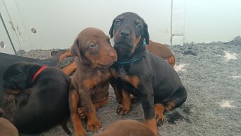 Doberman - kvalitní štěňata s PP - 5