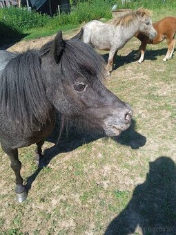 Falabella mini minihorse pony - 5