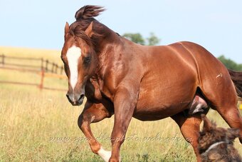 QH kobyla - 5