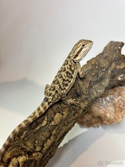 Agama bradatá - samce aj samice - 5