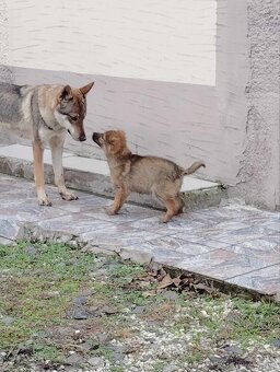 Československý vlčiak - 5