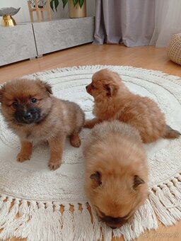 Nemecký špic trpasličí / šteniatka - 5