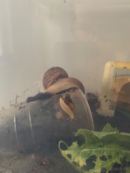 Slimák africký - 5