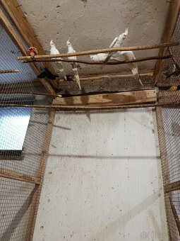 Liliputky, korely - 5