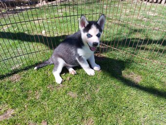 Sibírsky husky, hasky - 5