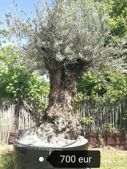 Olivovník bonsai - 5