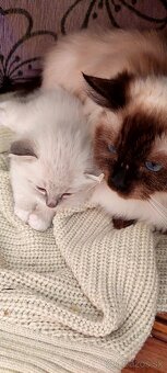 Ragdoll - 5