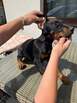 Šteňatá Doberman - 5