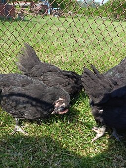 Australorp sliepky na predaj - 5