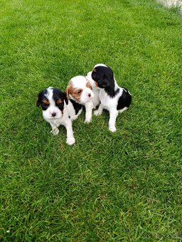 Cavalier king Charles - 5