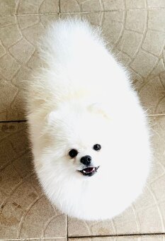Pomeranian - 5