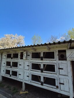 Zajačnik - 5