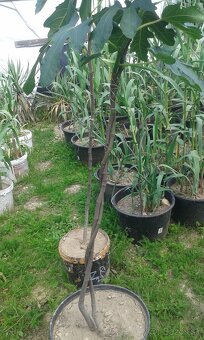 trstina Aruna-Arundo-donax-Trsteník,trstina obrovská - 5