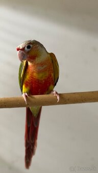 Pyrura zelenolíca - 5