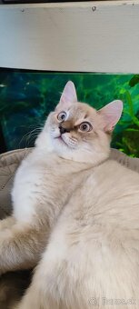 Ragdoll kocúrik bez PP - 5