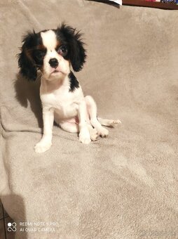 Cavalier steniatko - 5