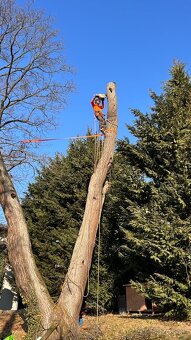 Orezávanie stromov, rizikový výrub stromov, pilčícke práce - 5