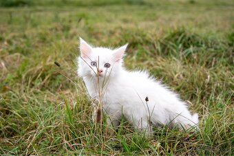 Mačiatka maine coon - 5