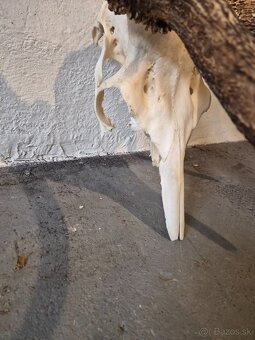 Trofeje,parohy,zhody - 5