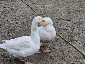 Predam husy Slovenske Biele - 5