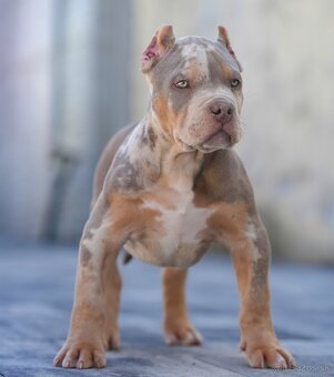 American bully xl, pitbull xxl merle tricolor k odberu - 5