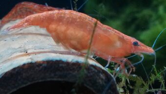 krevetky Neocaridina - Red Cherry - 5