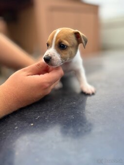 Jack Russel Terrier čistokrvné šteniatka - 5