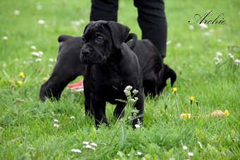 Cane Corso štěňátka s FCI PP - 5