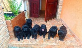 Dostupné 2 fenky Newfoundland Novofundlandsky - 5