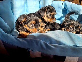 Yorkšhir,york,yorkšhirsky terier - 5