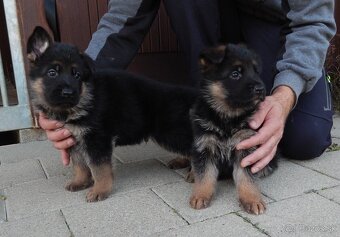 Nemecký ovčiak - šteniatka s PP na predaj - 5