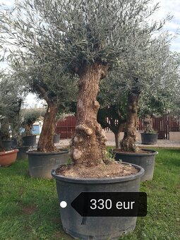 Olivovník Mrazuvzdorný - 5