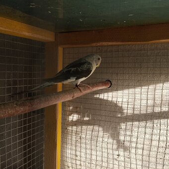 Andulky ciernokrídle blackwing - 5