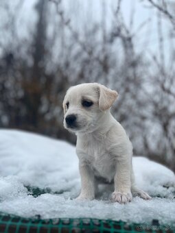 Darujem šteniatka - 5