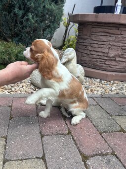 Cavalier king charles španiel, kavalier - 5
