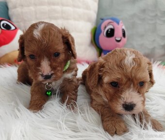Cavapoo - 5