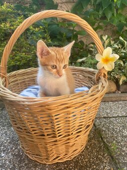 Darujeme mačiatka do dobrých rúk 🐾 - 5