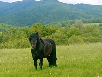 Predám ťažného koňa - 5