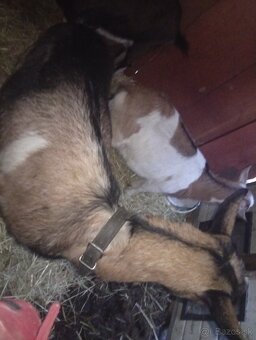 Predám kozu s kozlaťom - 5