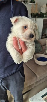 Predam Westika fenku - 5