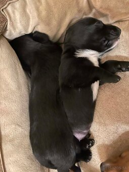 Predám psikov krizenca - 5