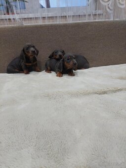 Jazvečik  trpazlici - 5