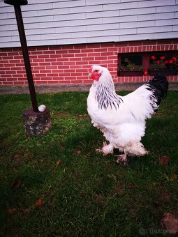 Brahmanka - kohút - 5