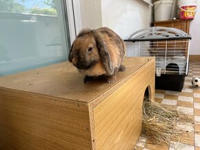 Zakrslý králik Baranček - 5
